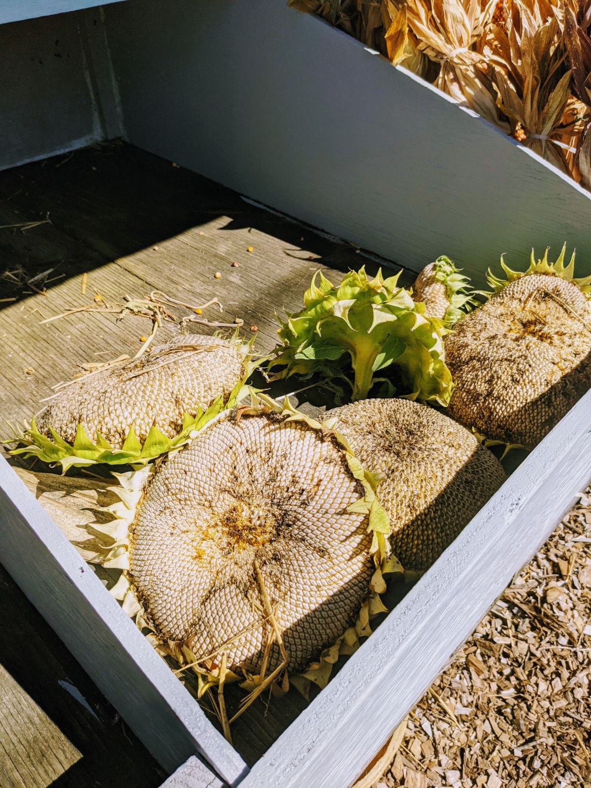 Large dry sunflower seed heads in a bin