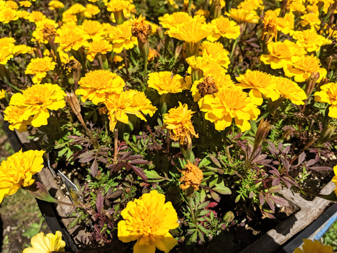 Yellow Marigolds with Spent Flowers for Deadheading