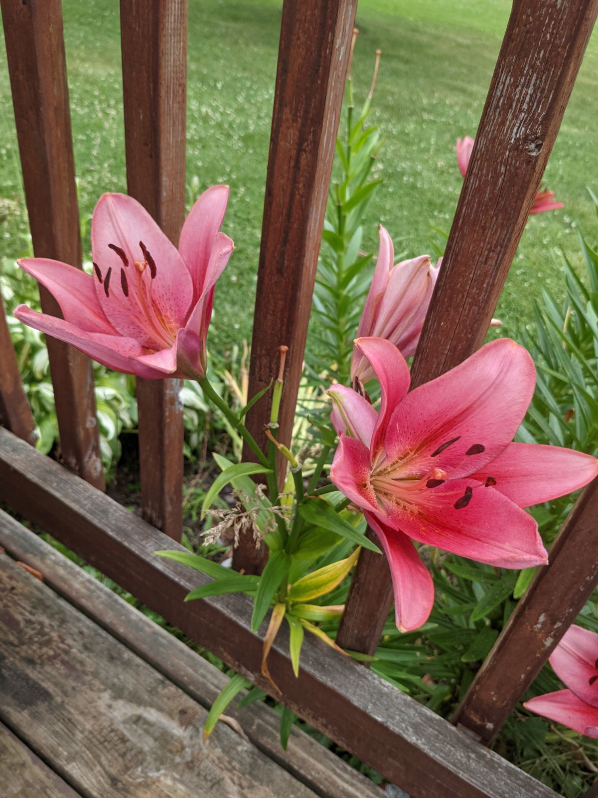 Pink Asiatic lilies blooming through our wooden deck rails