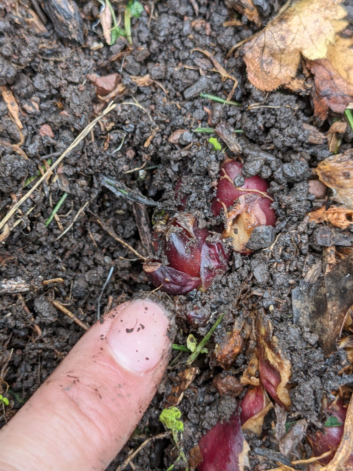 Finger pointing out how to propagate lilies by division by digging and separating the tiny lily bulbs like this one. 