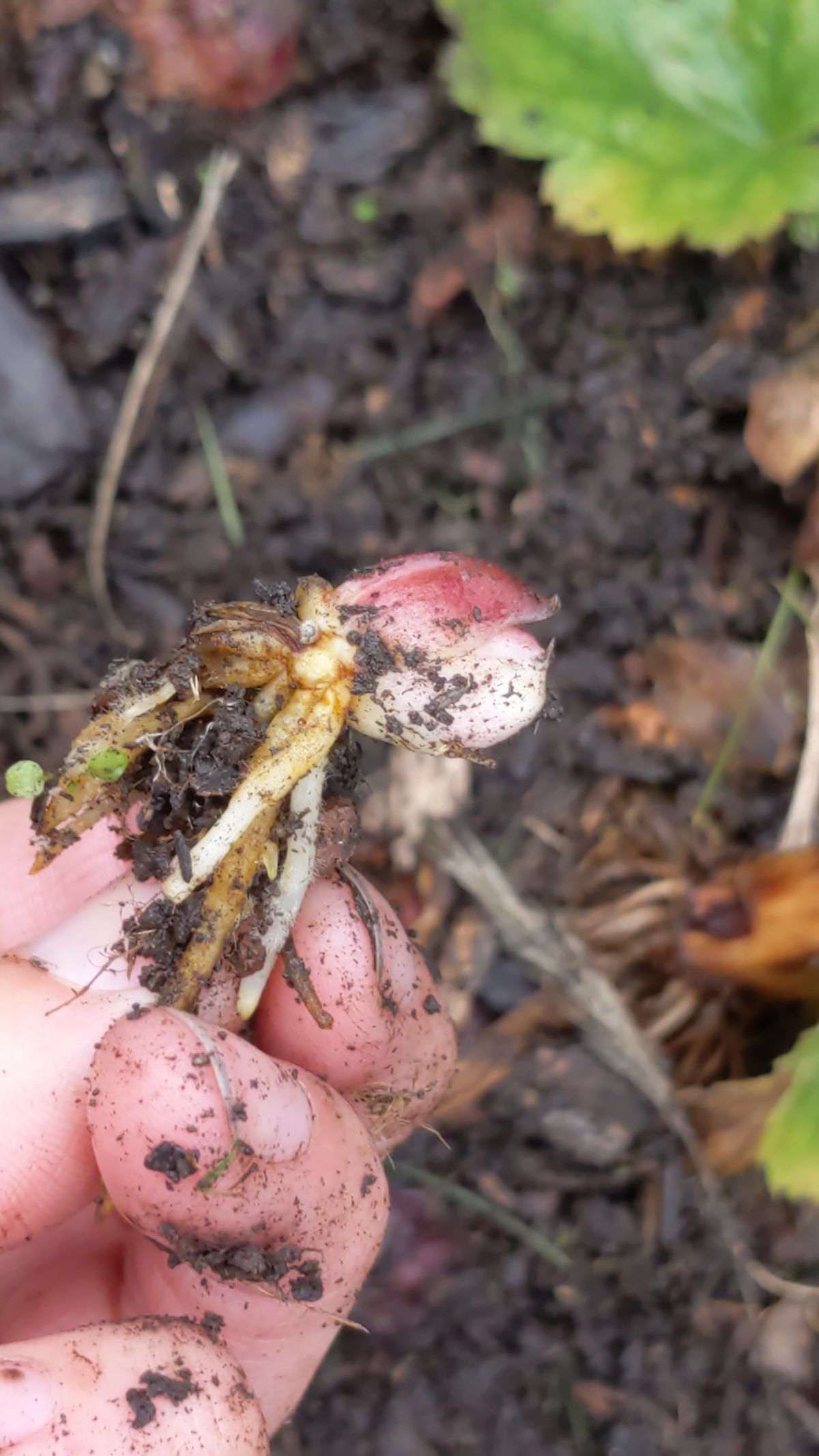 Separating a baby lily bulb from the mother plant - hand holding baby bulb