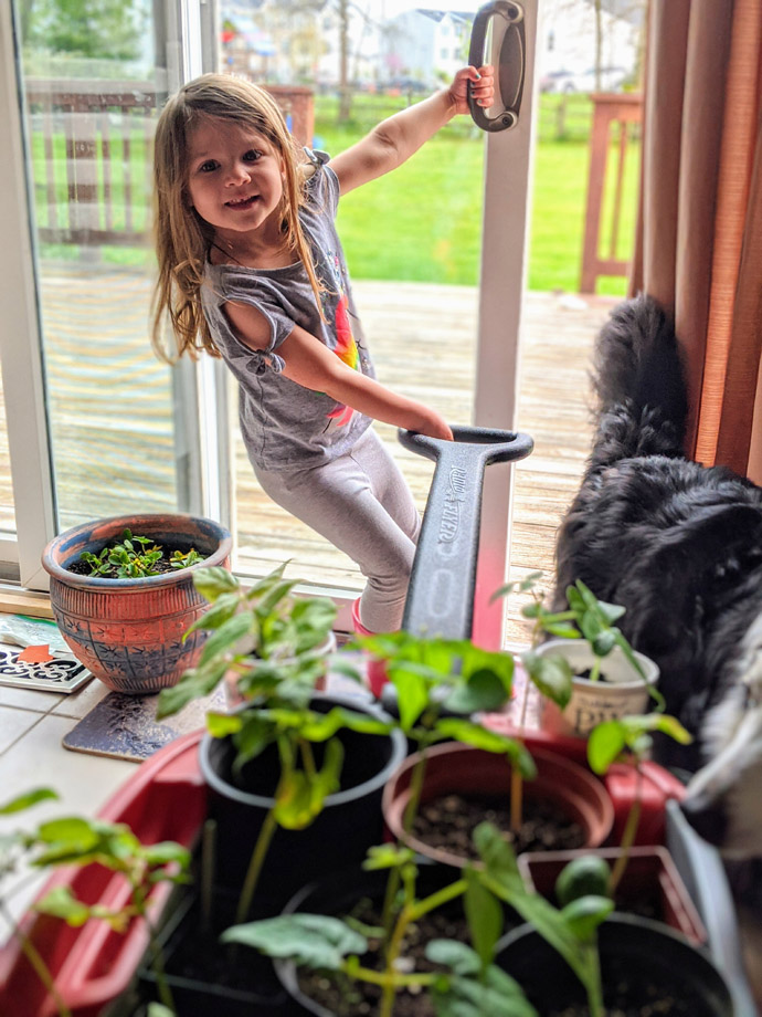 Hardening off Seedlings Tomatoes with a Wagon, Little Girl and Border Collie Pulling it