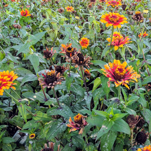 What Is Deadheading and What Flowers Do You Deadhead