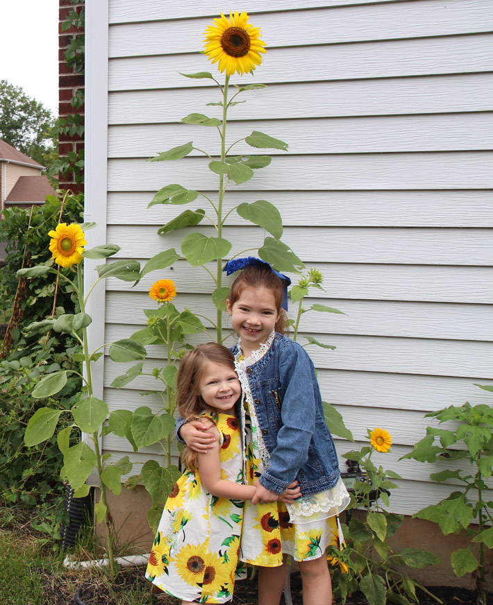 Benefits of Backyard Gardening - Two Sisters in Sunflower dresses hugging near sunflowers in the backyard garden