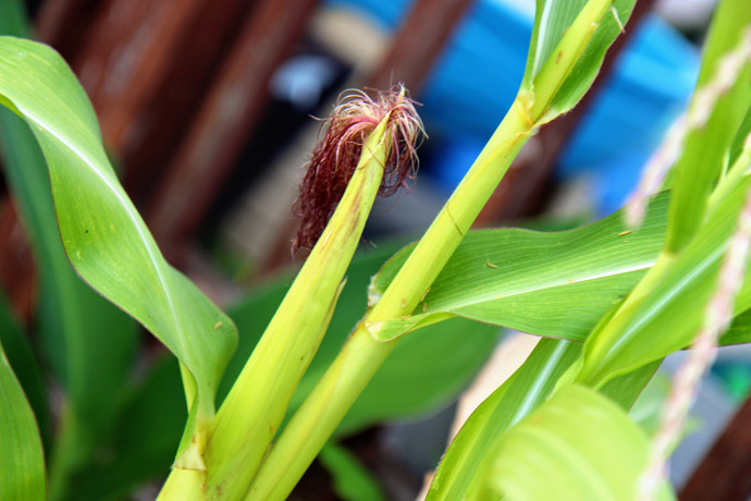 Baby Popcorn Plant Growing - Corn is one of the 3 Sisters Garden Crops