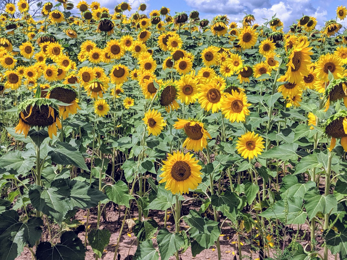 Deadhead Sunflowers - Beautiful Sunflower Field of Blooms