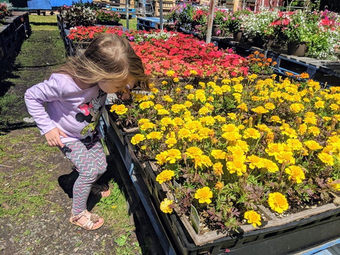 Large Tray of Yellow Marigolds for Sale, Little Girl Sniffing Flowers