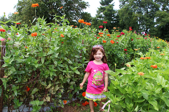 Little Girl in Field of Zinnias for Cut Flowers