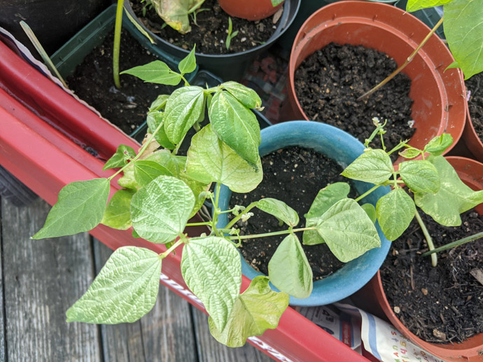 Hardening Off Green Bean Plants with Sunburn on Leaves