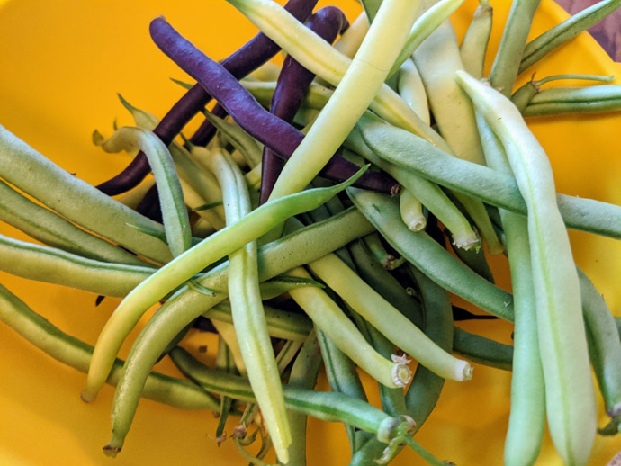 Green, Wax and Royal Burgundy Beans in a Yellow Colander