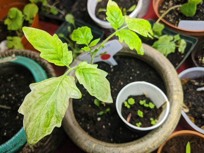 Hardening off Tomato Plants - Sunburn on Leaves