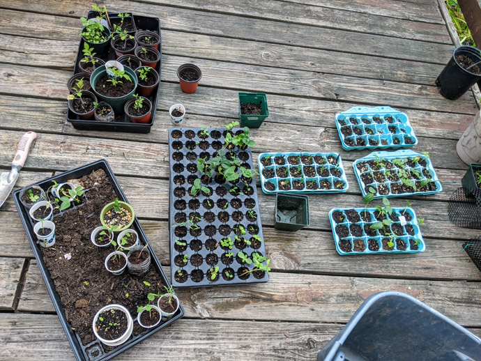 Hardening off Plants Outside on the deck