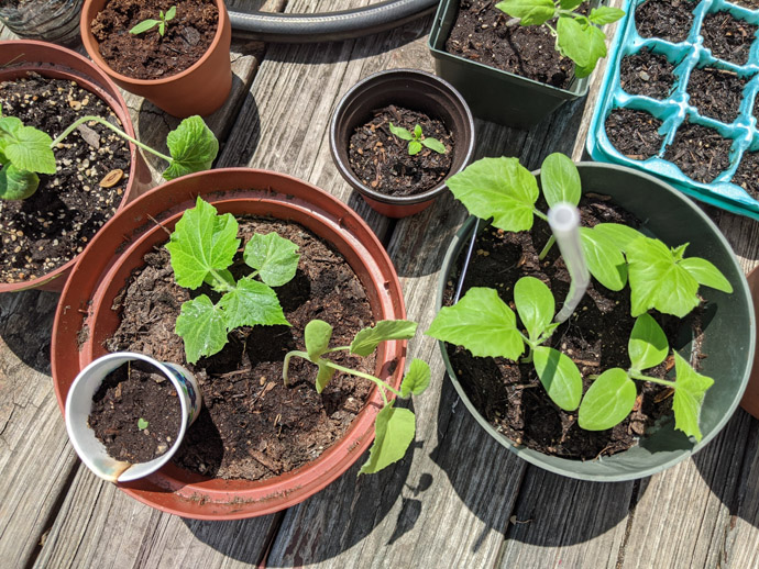 Waiting too long to Harden off Plants - Pumpkins and cucumber plants in pots