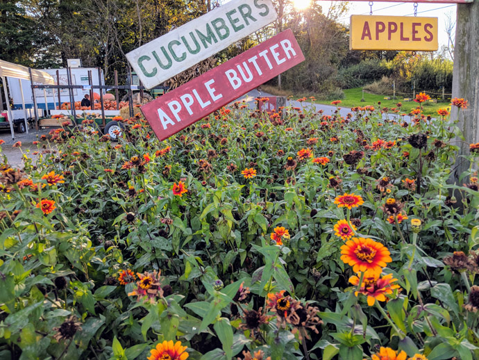 Red and Yellow Zowie Zinnias with Deadheads Spent Blooms with Cucumber and Apple Butter Signs