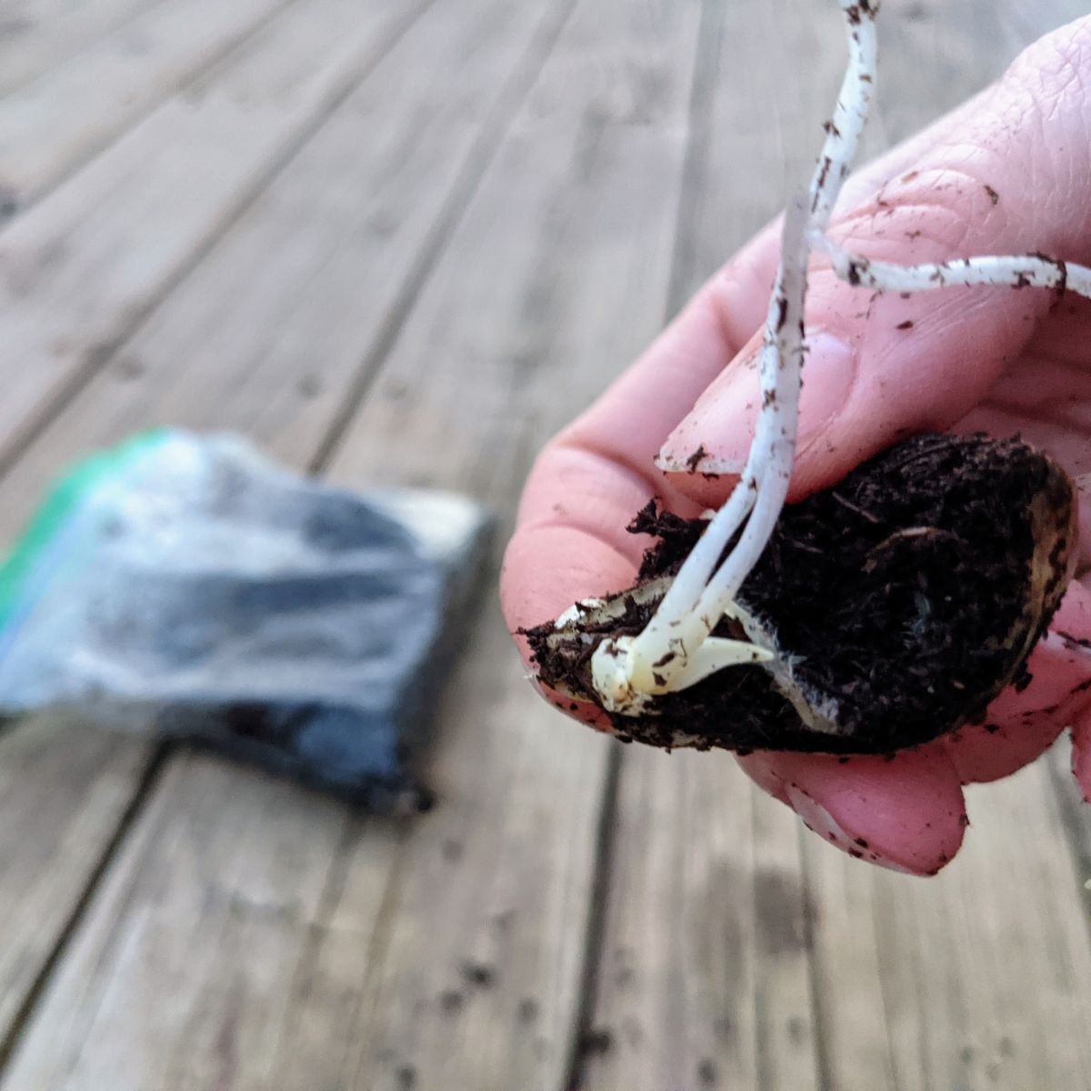 Holding a lily scale with propagated lilies growing from it