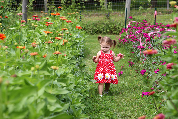 Little Toddler in Field of Pick Your Own Zinnias