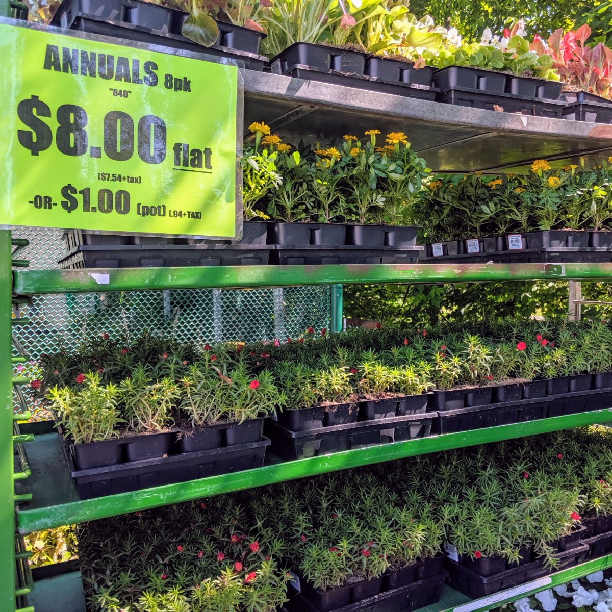 Annual Flowers Marigolds for Sale - Yellow Marigold Packs / Flats on Trays