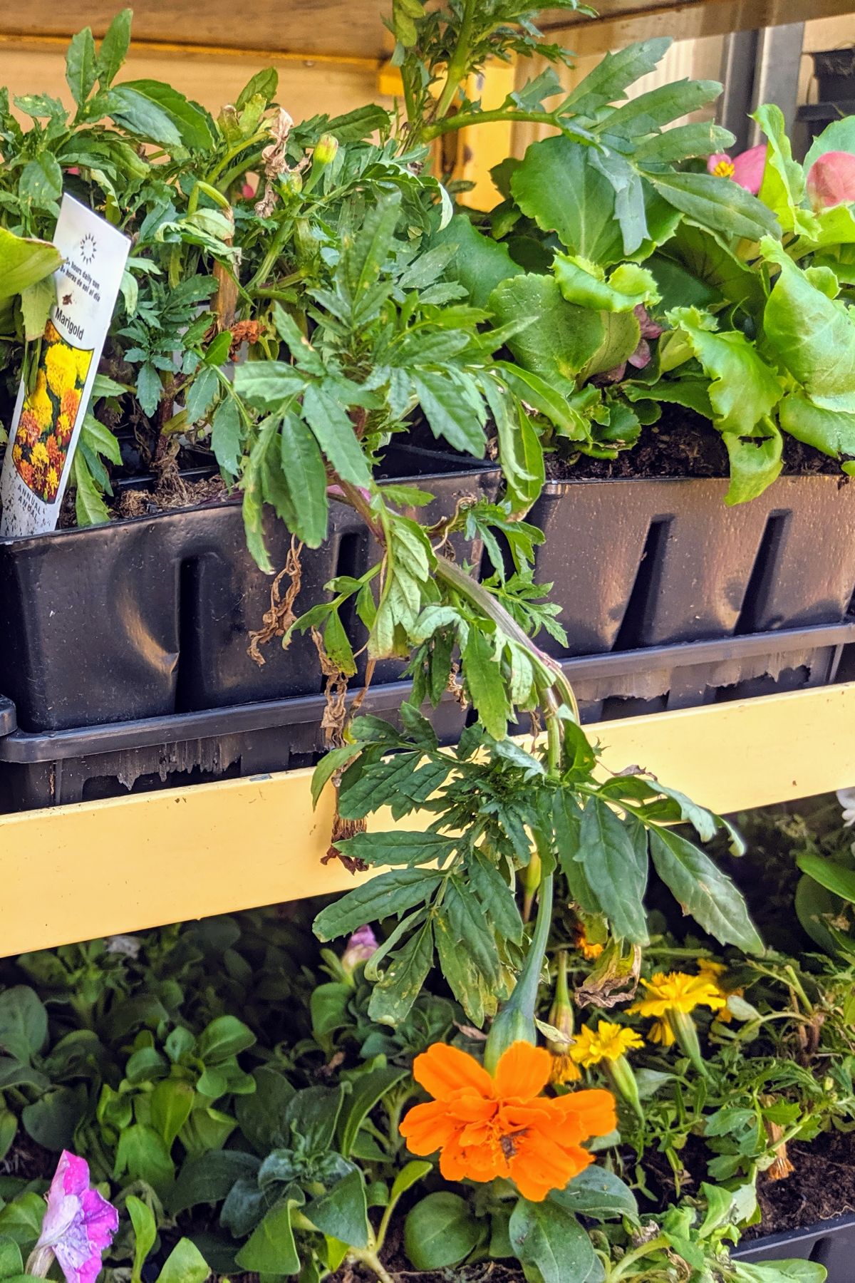 Orange Marigold and Yellow Marigolds for Sale at Produce Junction