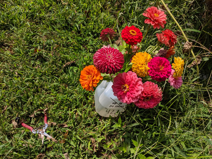 Pick Your Own Fresh Cut Zinnia Flowers Bouquet with Nippers in Grass