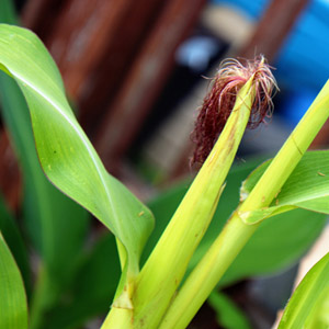 3 Sisters Garden – Powerful Pairing of Beans, Corn and Squash