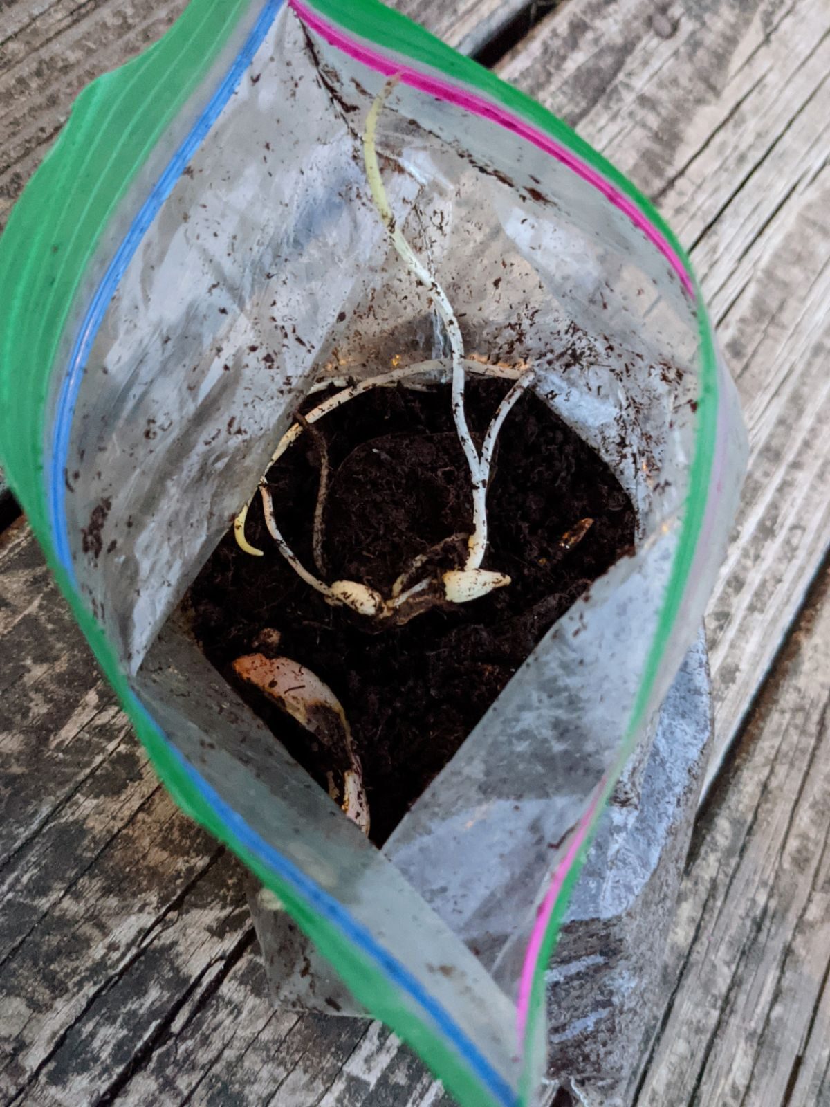 Propagating Lilies with Scales for Free Plants - Plastic Zip-top Baggie with Peat Moss and Sprouted Baby Lily Bulb on Wooden Deck