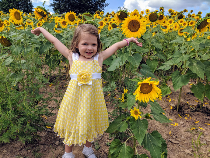 Look at all these Sunflowers! Little girl in yellow dress raises arms in a sunflower field