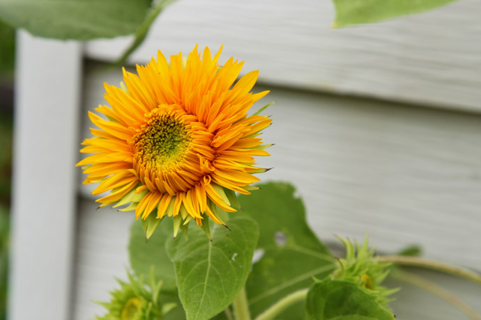 Bright Yellow Teddy Bear Sunflowers for Deadheading to Extend Bloom Season