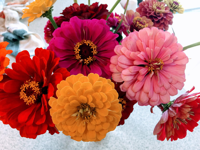 Zinnia Bouquet in a Vase - Red, Pink, and Orange Flowers