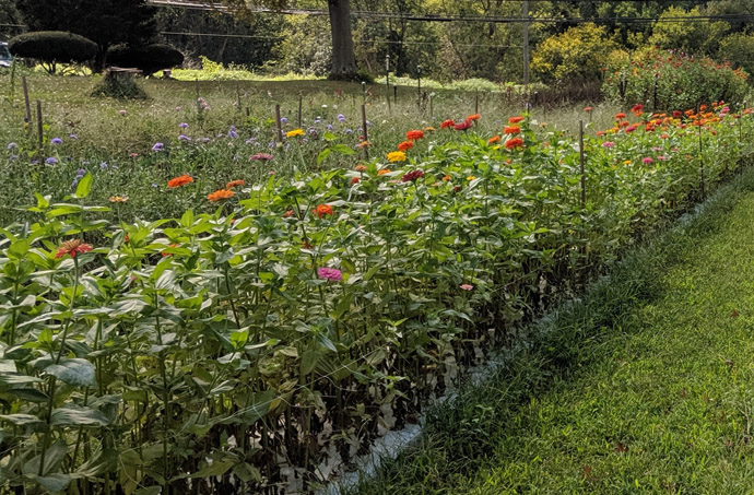 Deadhead Zinnias - Large Field of Zinnias for Pick-Your-Own or Cut and Come Again