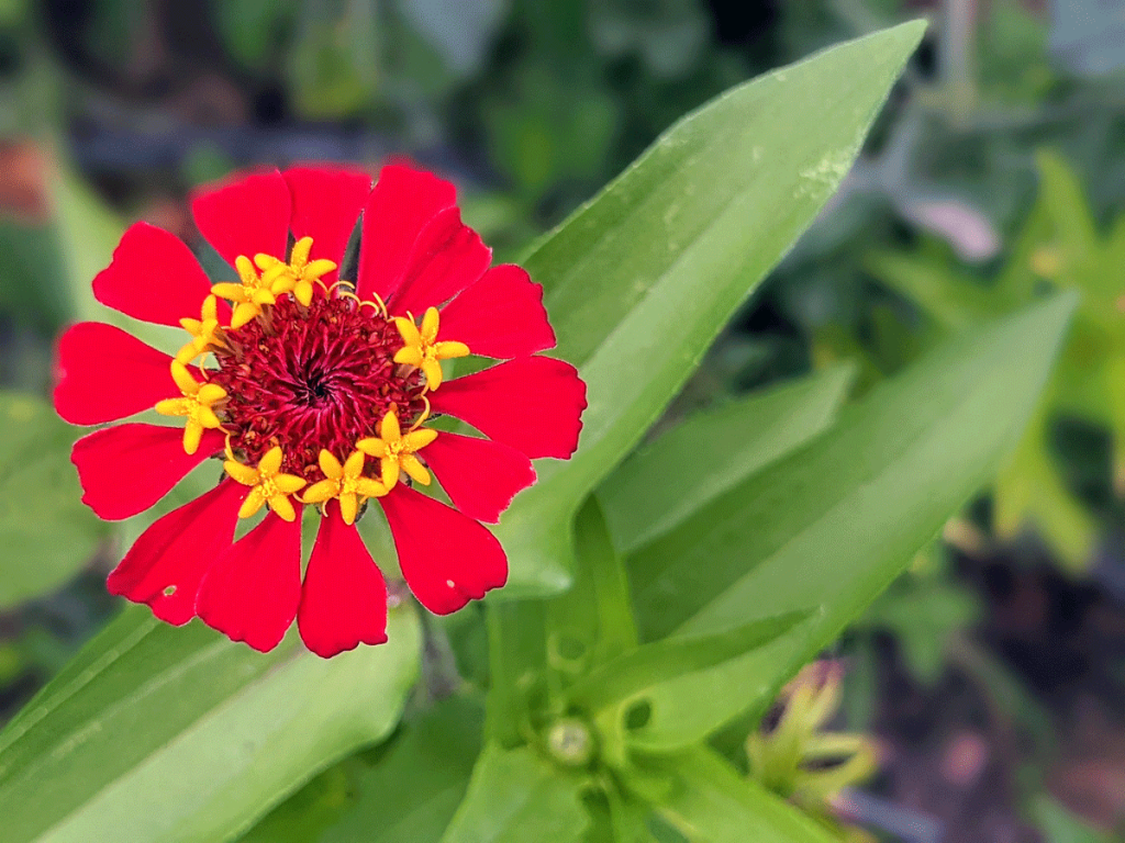 "Blue Zinnia" seeds bloomed red instead!