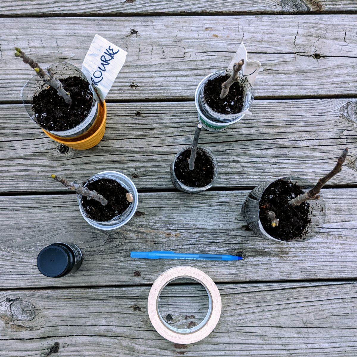 Fig tree cuttings in potting mix