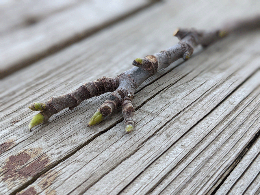 Propagating Fig Tree from Cuttings - Cut Fig Branch on Wooden Deck