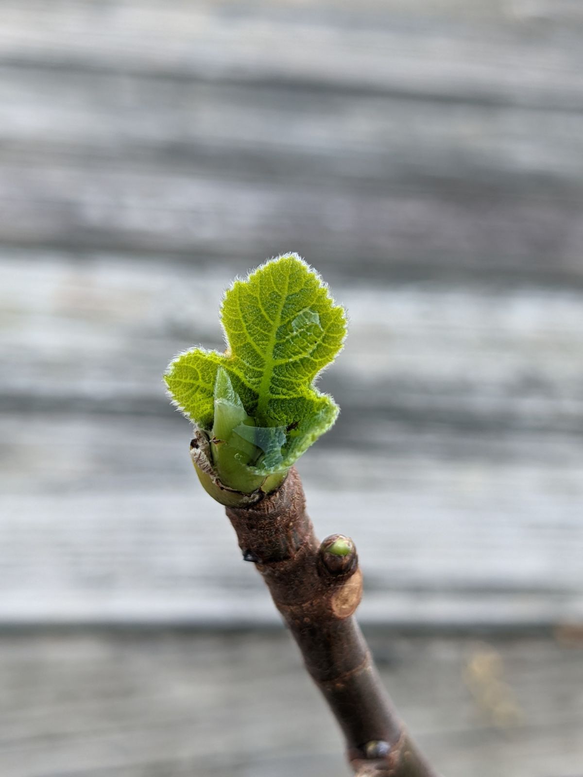 Successfully rooting fig tree cuttings - brown stem and green leaves emerging