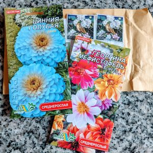 Are There Blue Zinnias? We Bought Some Seeds…