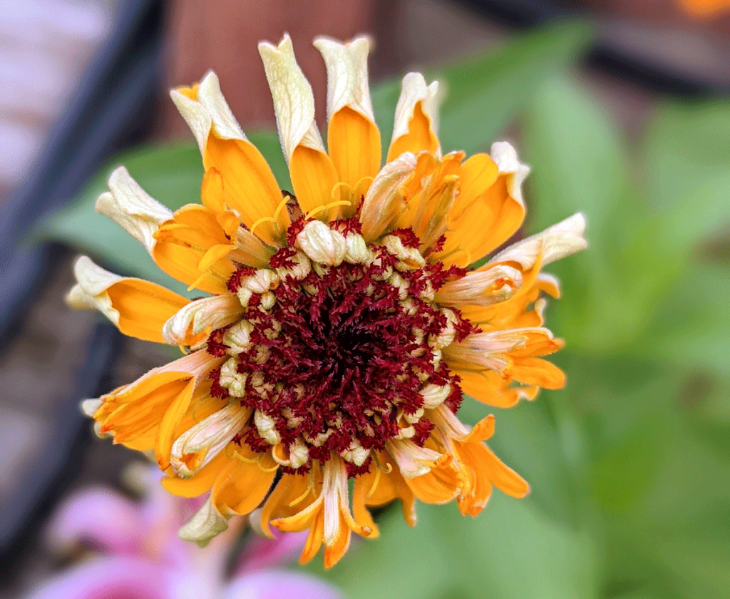 Are there blue zinnias? Our seeds sprouted into gold and red.