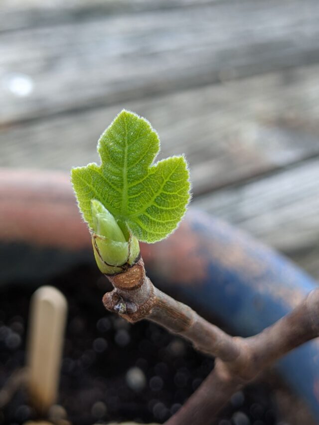How to Grow a Fig Tree from Cuttings (Like I Did!)