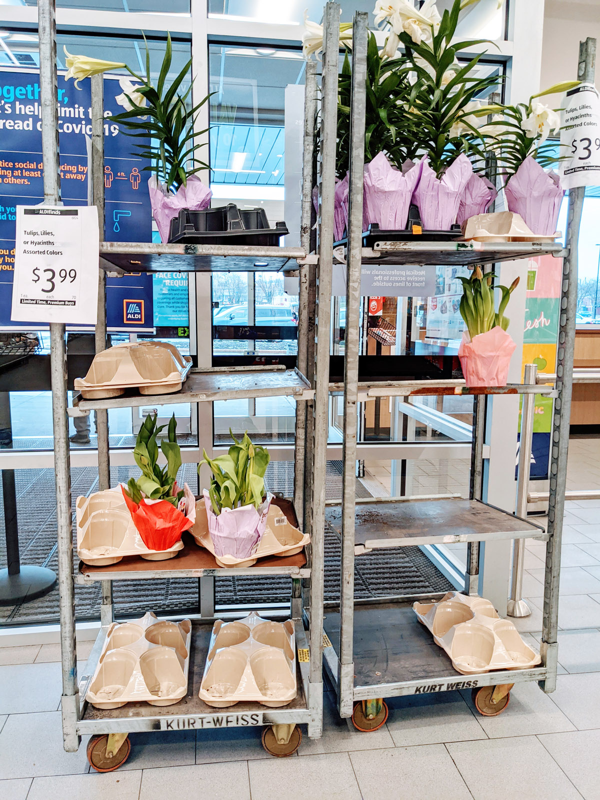 Aldi Live Flowers Garden Plants Tulips, Lilies, Hyacinths at Pottstown Aldi on Shoemaker Road in April 2021