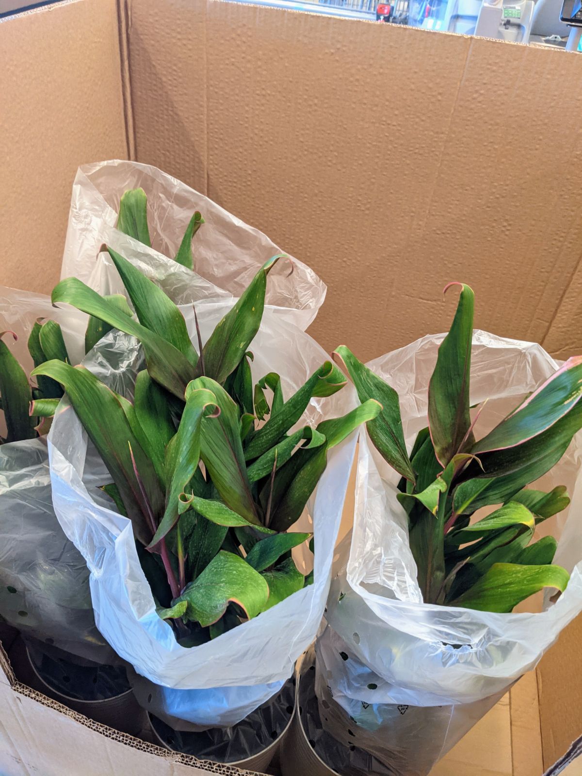Leafy potted plants at Aldi in February 2023