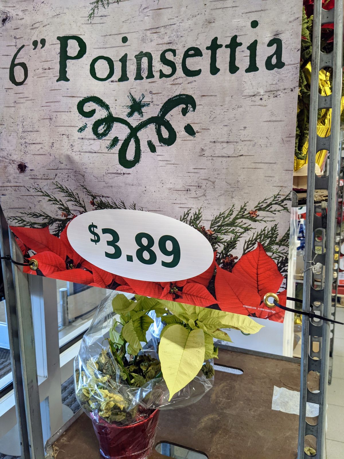 Poinsettia for sale at Aldi in December 2021