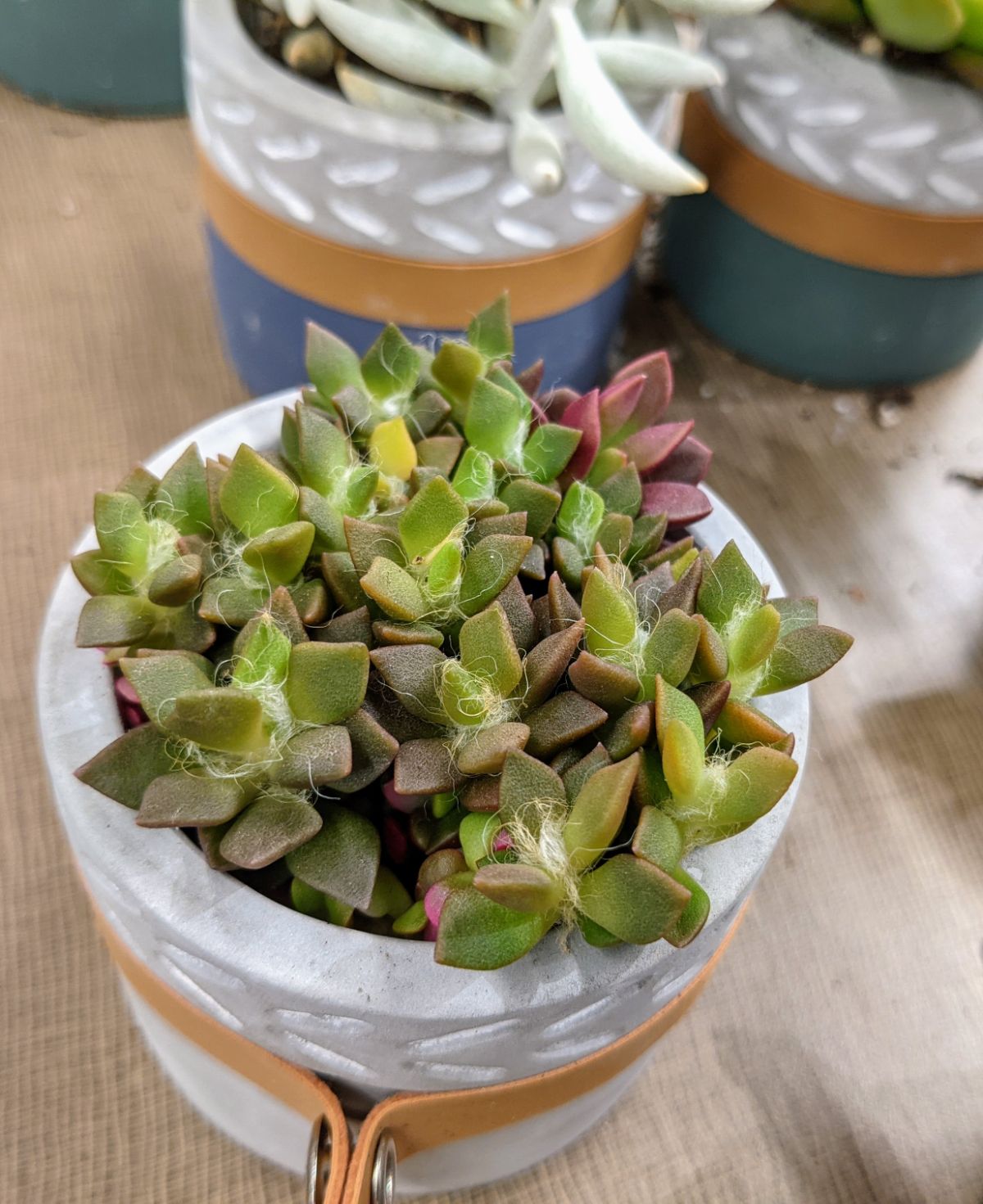 Succulent plant in a cute little pot with a leather strap at Aldi