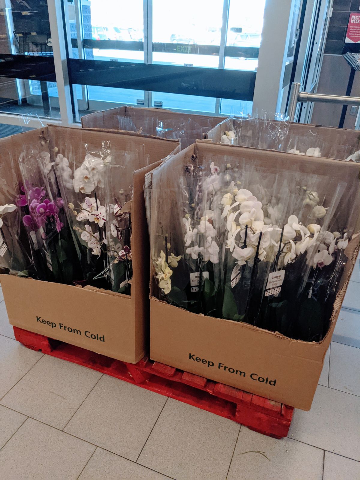 Purple and white potted orchids for sale at Aldi