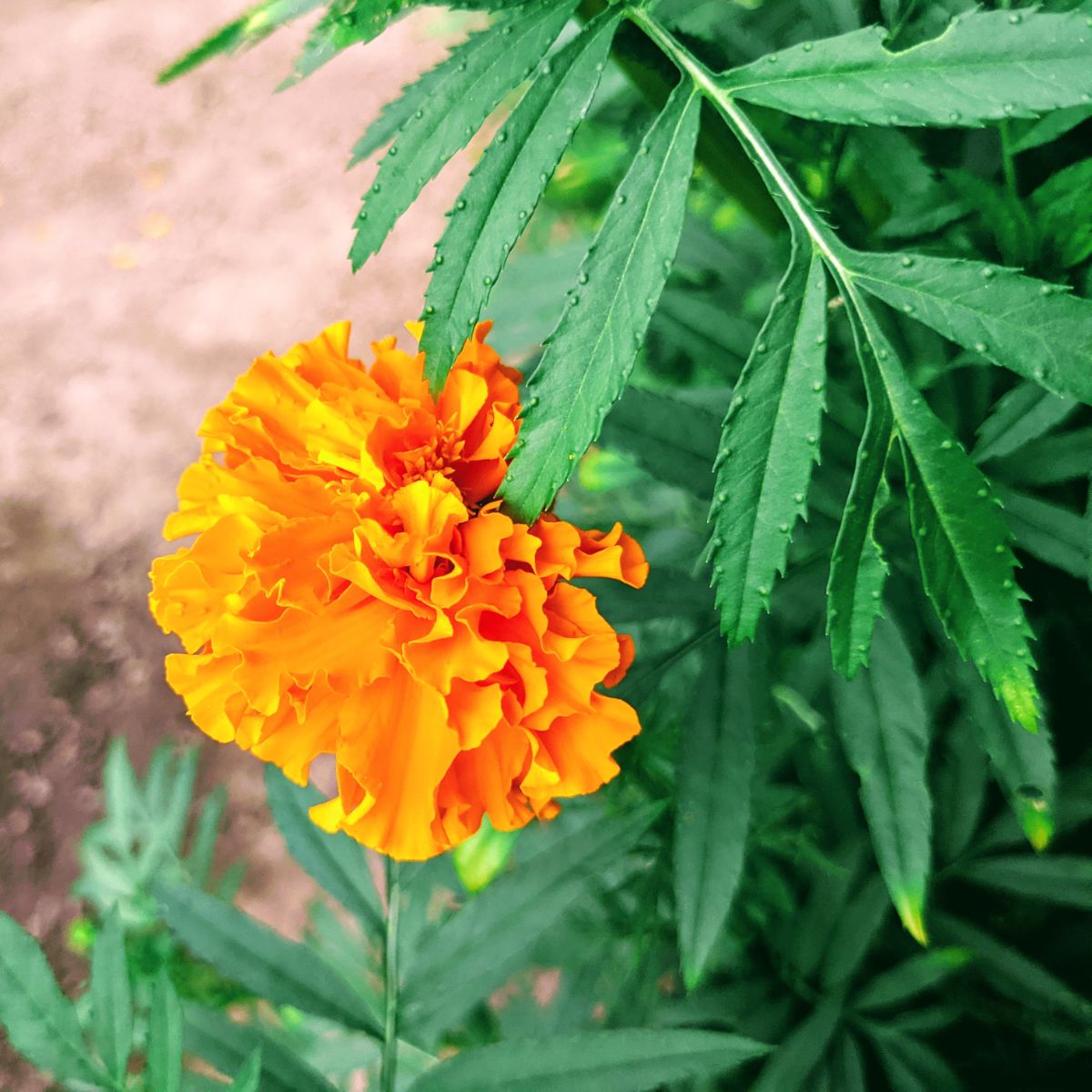 Large beautiful orange marigold in bloom flanked by foliage