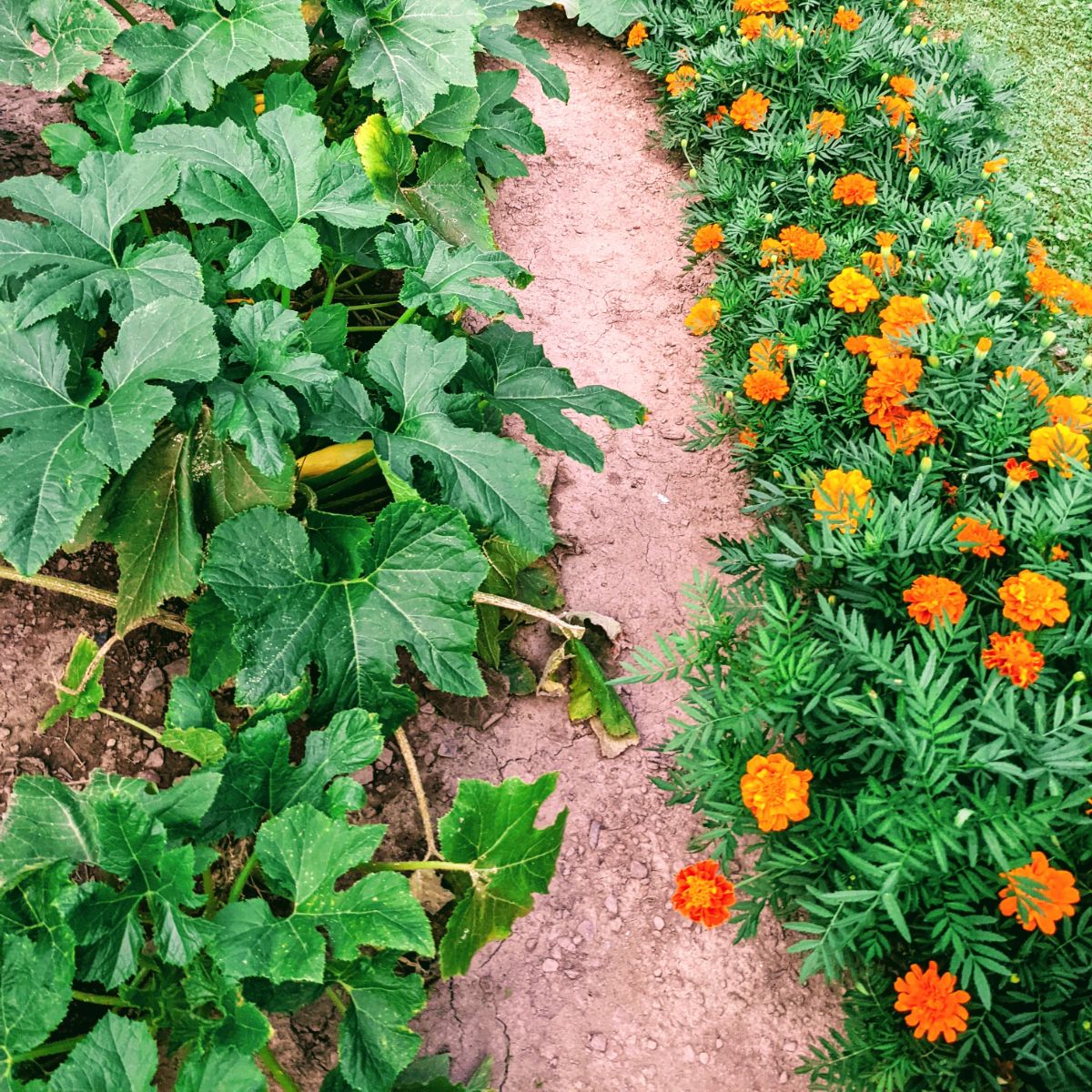 Image of Marigolds and cucumber companion planting