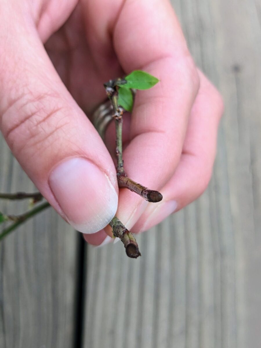 My Attempt at Propagating Blueberries from Cuttings Bunny's Garden