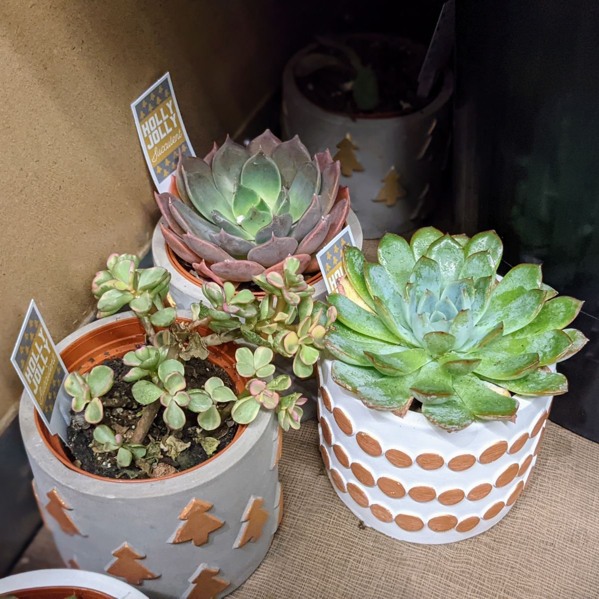 Festive holiday succulent planters for sale at Aldi in December 2021