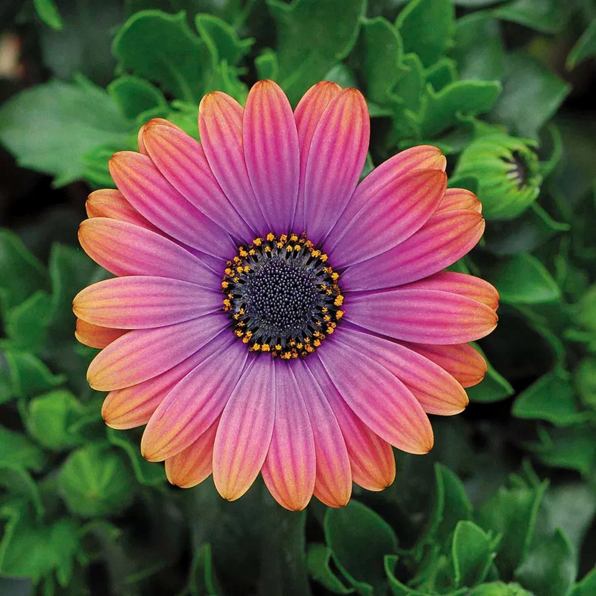 Lovely pink, purple, and orange flower - Copper Amethyst African Daisy Flowers - Available on Etsy from SierraSundews