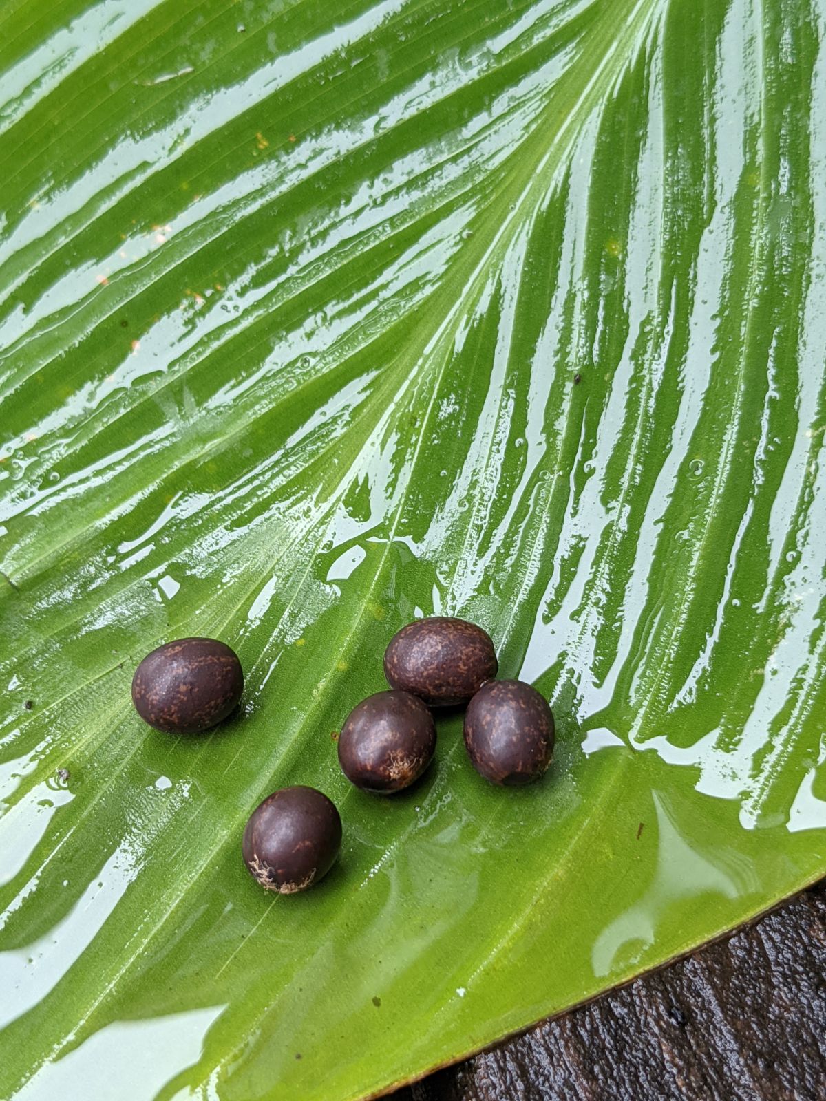 Canna lily seeds on green canna foliage in the rain