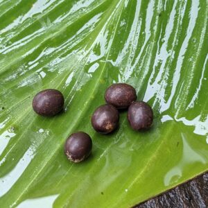 Germinating Canna Lily Seeds | Canna Indica