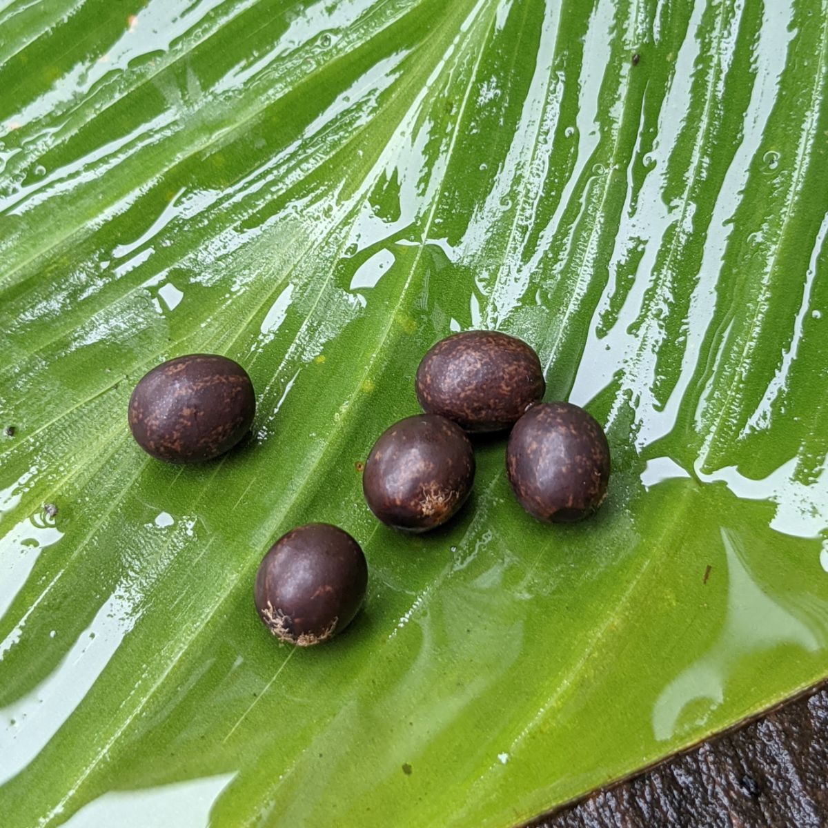 germinating-canna-lily-seeds-canna-indica-bunny-s-garden