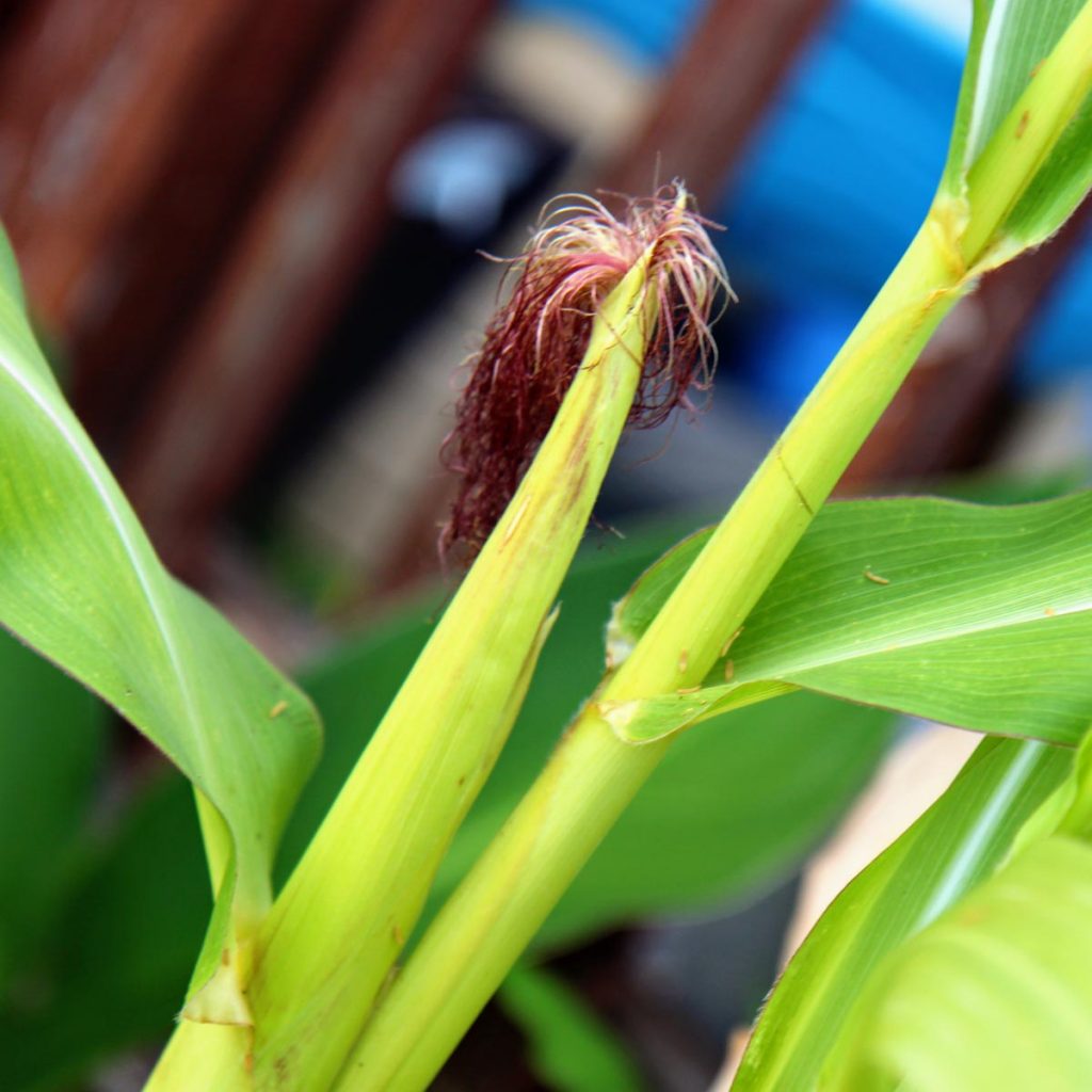 How to Grow a Popcorn Plant from Seed - Bright Green Popcorn Plant Stalk with Red Maroon Silk Hairs
